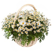 Корзина из 51 ромашки "камилла"