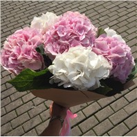 Букет из 5 гортензий